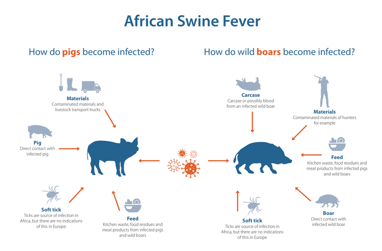 African Swine Fever Symptoms / African Swine Fever North